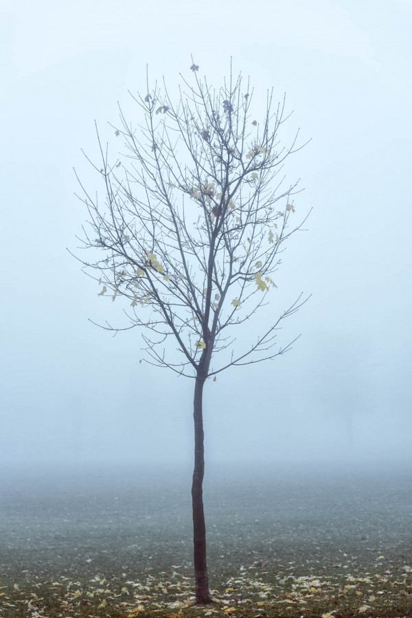 Jour de brume