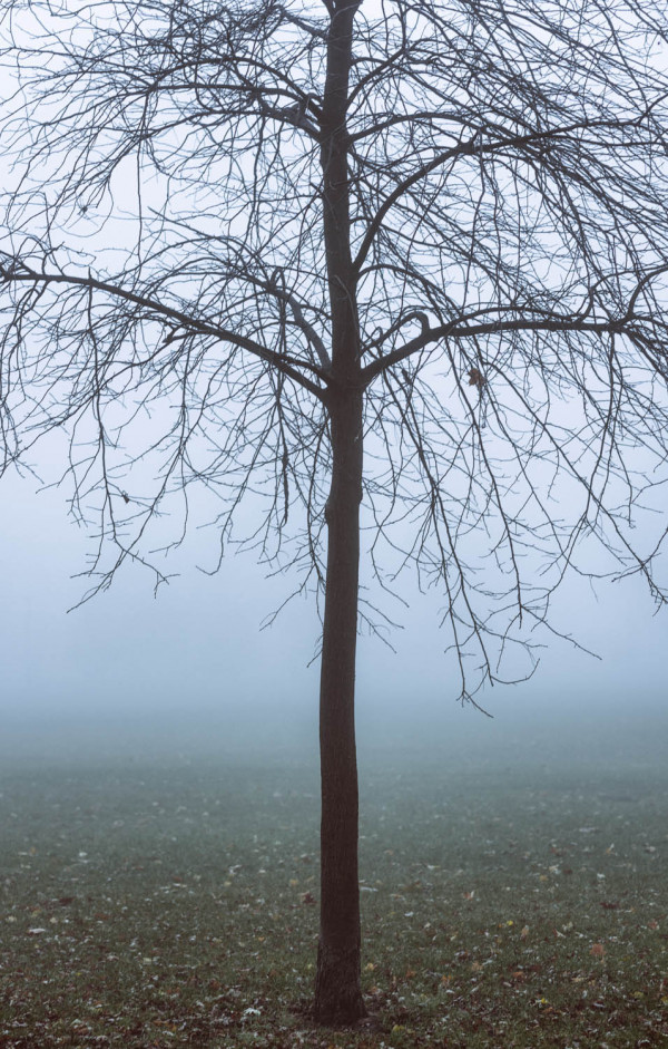 Jour de brume