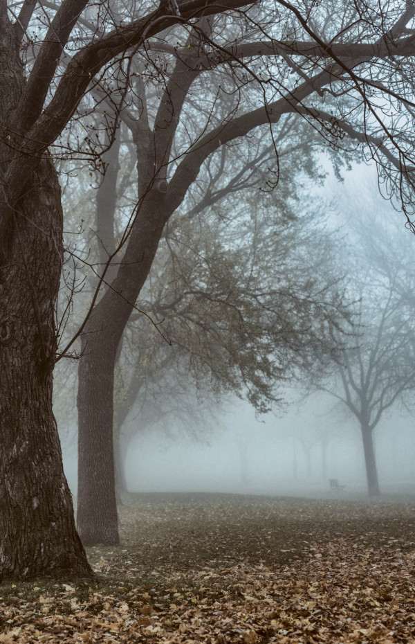 Jour de brume