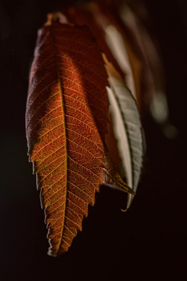 Osmunda Regalis