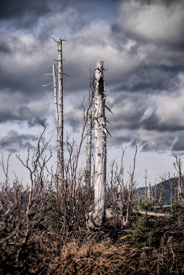 La forêt perdue