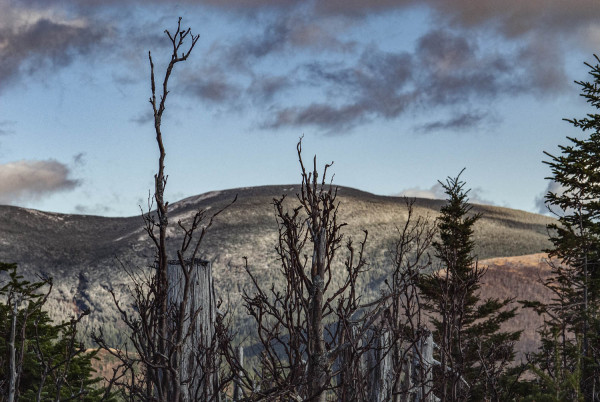 La forêt perdue