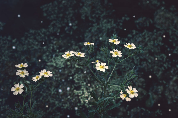 Potentilla Recta